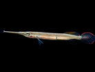 Three Spot Halfbeak