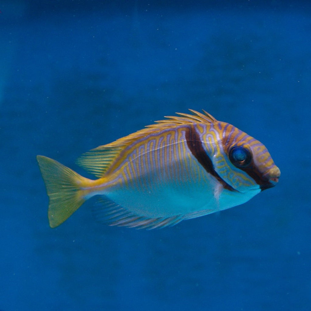 All MARINE FISH – Nature Aquariums