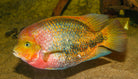 Vieja Cichlid