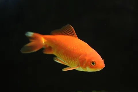 Wakin Goldfish