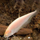 White Ghost Knifefish