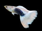 White Tuxedo Male Guppy