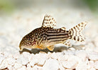 XL Jumbo Sterbai Corydoras
