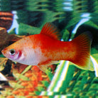 Red and White Platy