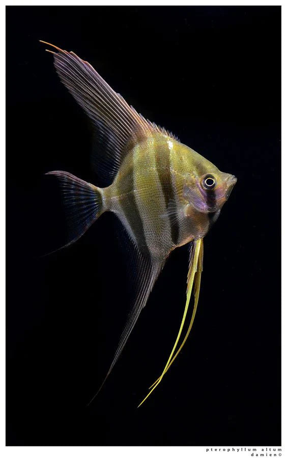 Zentum Veiltail Angelfish 5cm