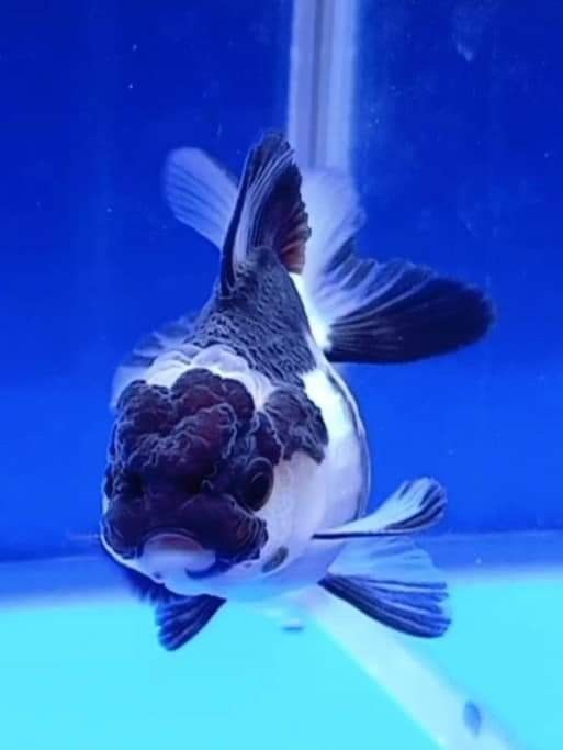Assorted Thai Oranda 8cm