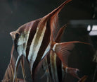 XXL F1 Rio Atabapo Altum Angelfish 15cm