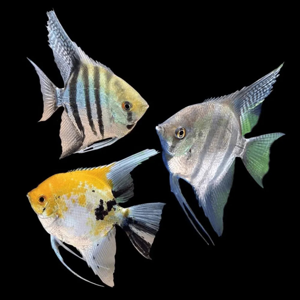 Pinoy Angelfish 8cm+