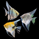 Pinoy Angelfish 8cm+