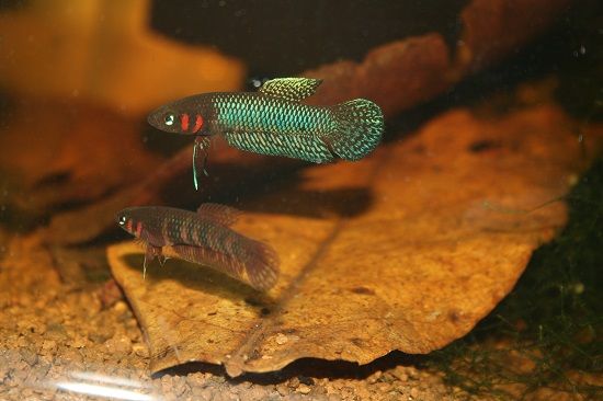 Wild Betta Hendra Pair