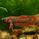 Rubra Flame Betta