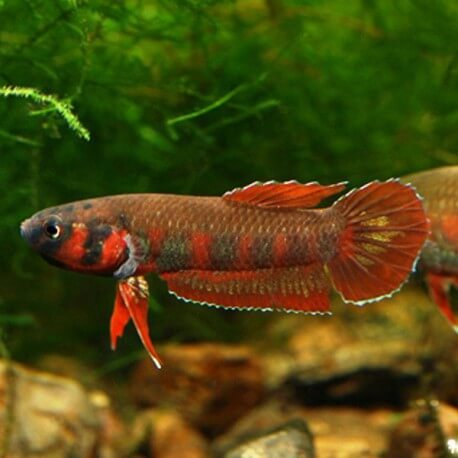 Rubra Flame Betta