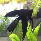 Black Veiltail Angel 6cm