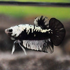 Black Mamba Betta