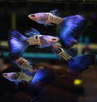 Blue Galaxy Guppy Male