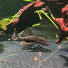 Large Bristlenose Catfish