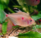 Bleeding Heart Tetra 5cm