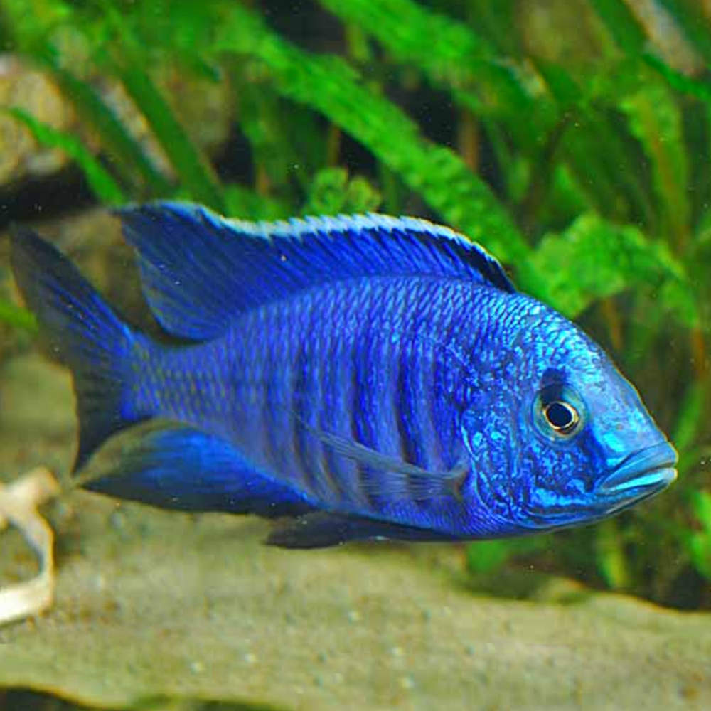 Copadichromis Azurius Male 10cm