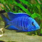 Copadichromis Azurius Male 10cm
