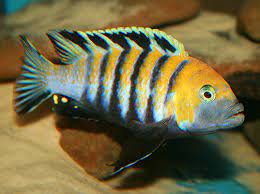 Afra Cobue Cichlid