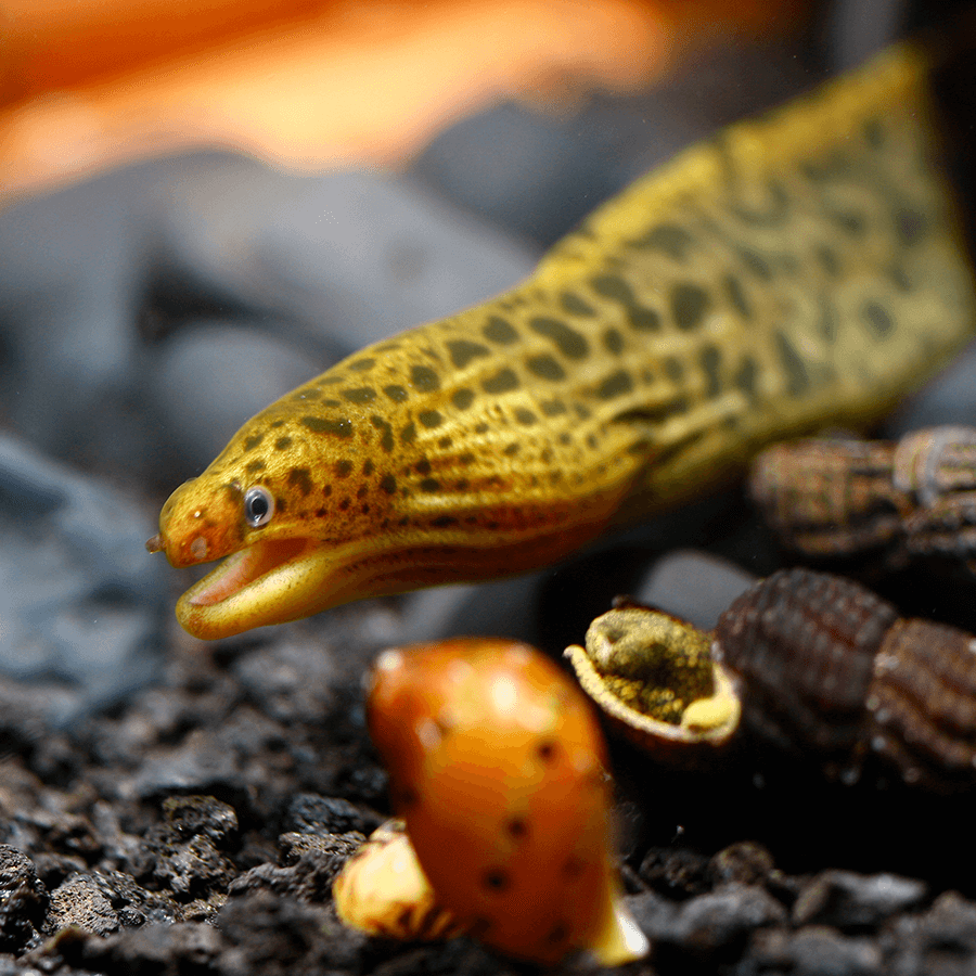 Freshwater Tiger Moray Eel 45cm