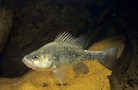 Golden Perch