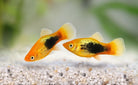 Gold Tuxedo Platy