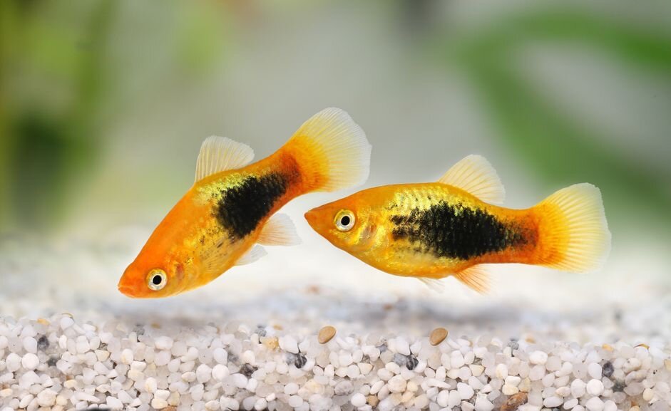Gold Tuxedo Platy