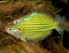 Fly River Rainbowfish - M. sexlineata