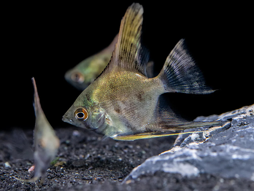 Reduce Pattern Angelfish 5cm