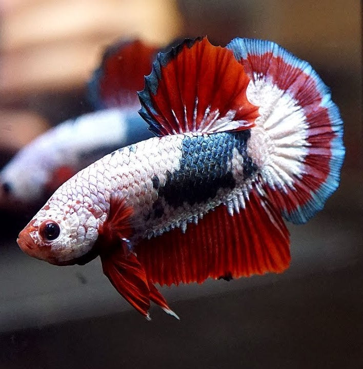 HMPK Indonesian Flag Betta Male