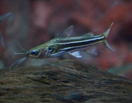 Mystus Catfish