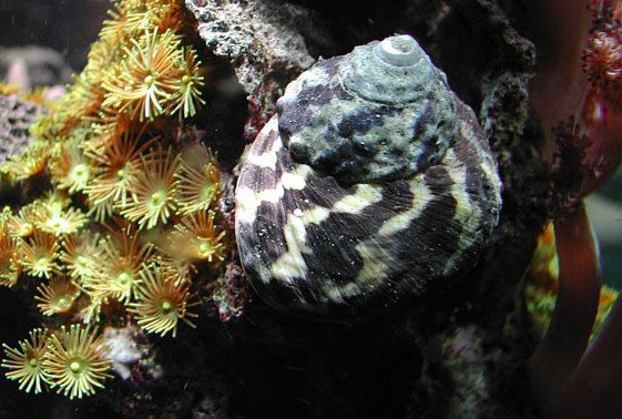 Zebra Snails – Nature Aquariums