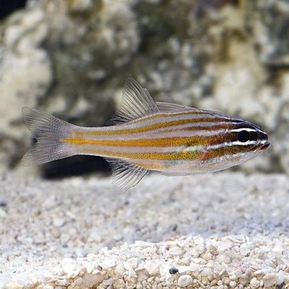 Orange Lined Cardinal – Nature Aquariums