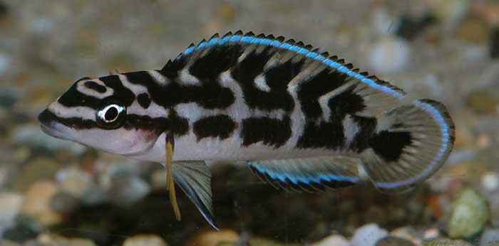Julidochromis transcriptus