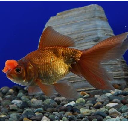 Chocolate Pom Pom Oranda