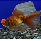 Chocolate Red Pom Pom Oranda 8cm