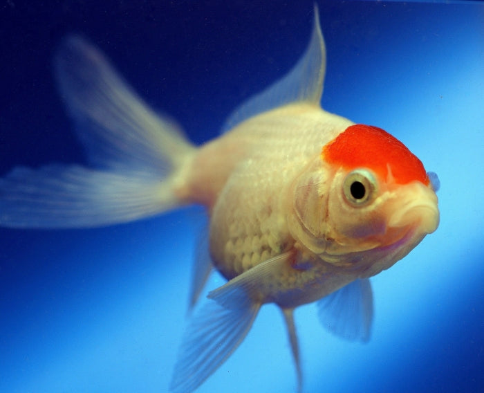 Redcap Fantail
