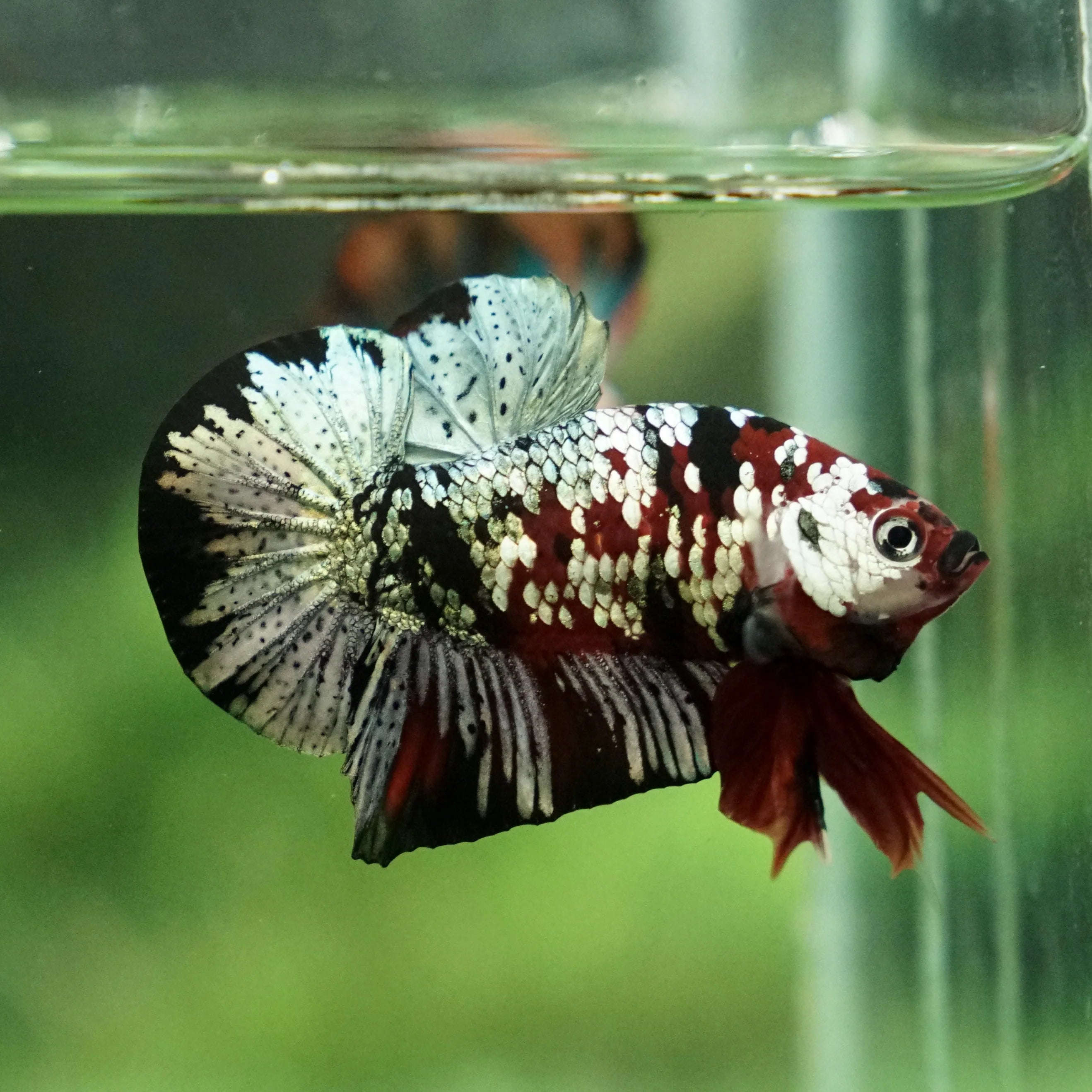 Male Betta Red Copper Koi
