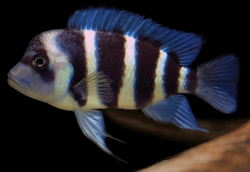 Buy freshwater fish near me online