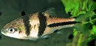 Spanner Barb 8cm