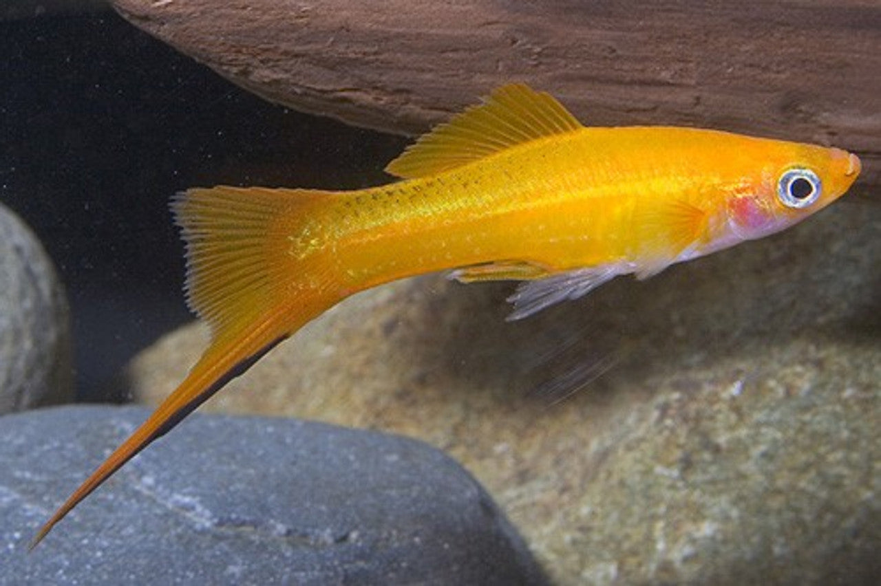 Lutino Swordtail