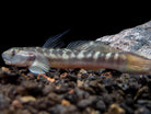 Threadfin Goby