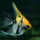 Tricolour Angelfish