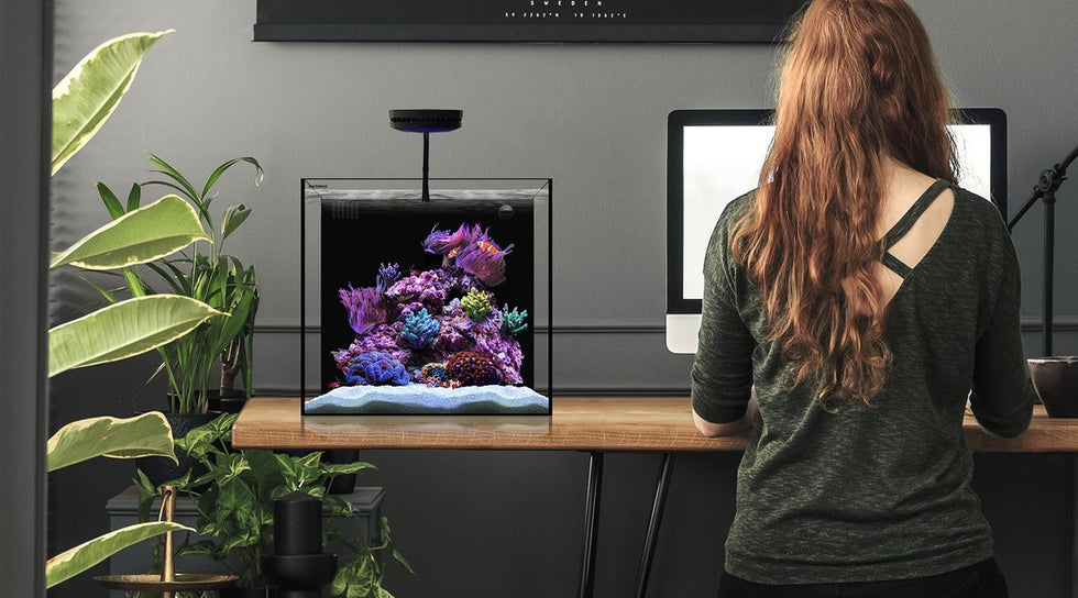 Waterbox Glass Aquariums & Cabinets | Shop Now – Nature Aquariums
