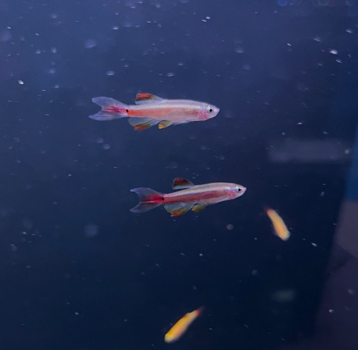 Longfin White Cloud
