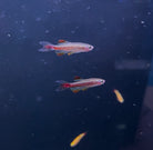 Longfin White Cloud