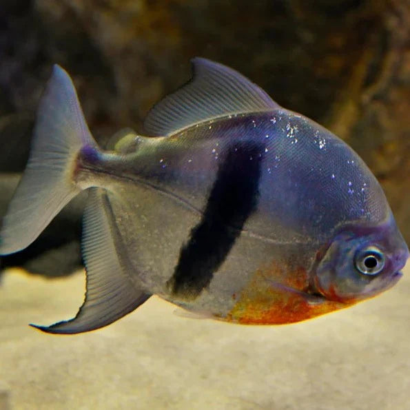 Live Wide Bar Silver Dollar Blue Hook – Nature Aquariums