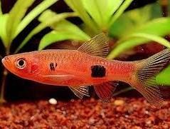Clown Rasbora