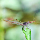 Red Nose Shrimp